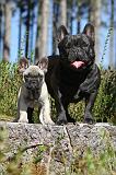 BOULEDOGUE FRANCAIS 249
